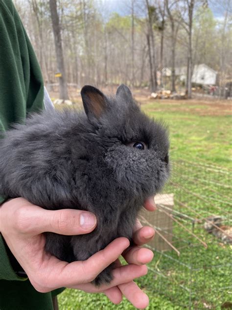 lionhead bunny price|female lionhead rabbits for sale.